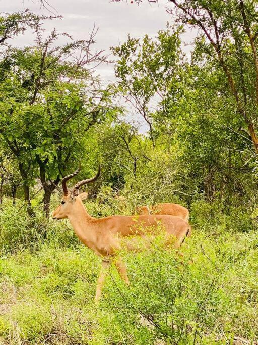 Apartamento Wildheart Safari - Zesty Zebra Hoedspruit Exterior foto