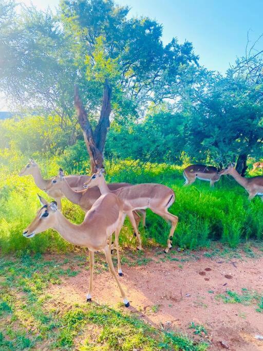 Apartamento Wildheart Safari - Zesty Zebra Hoedspruit Exterior foto