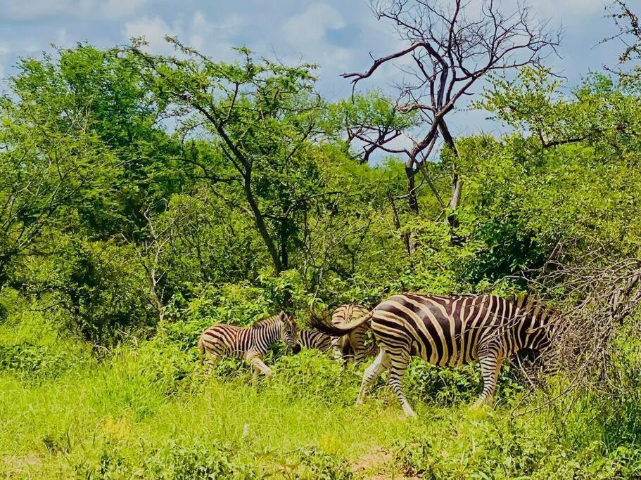 Apartamento Wildheart Safari - Zesty Zebra Hoedspruit Exterior foto