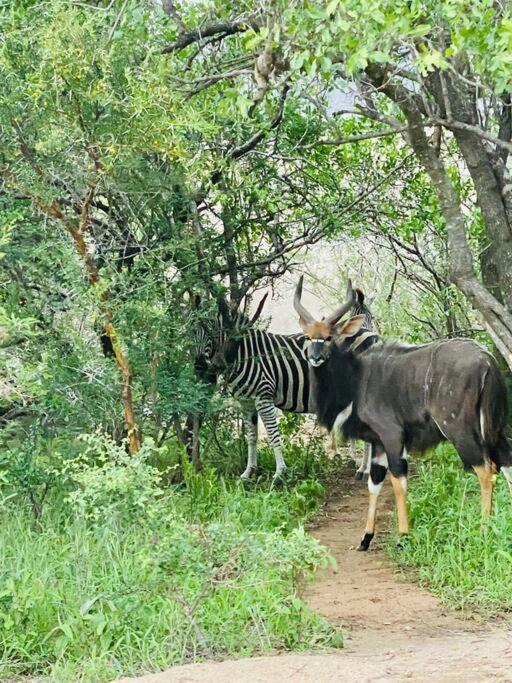 Apartamento Wildheart Safari - Zesty Zebra Hoedspruit Exterior foto