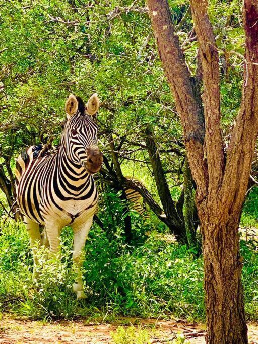 Apartamento Wildheart Safari - Zesty Zebra Hoedspruit Exterior foto