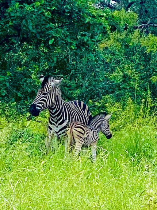 Apartamento Wildheart Safari - Zesty Zebra Hoedspruit Exterior foto
